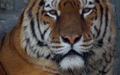 Brytyjska policja zapolowała na tygrysa