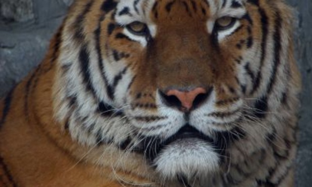 Brytyjska policja zapolowała na tygrysa