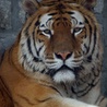 Brytyjska policja zapolowała na tygrysa