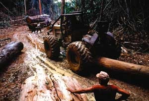 Amazonia jest największym obszarem zalesionym na Ziemi. Jej szybka degradacja może oznaczać poważne kłopoty dla ziemskiego klimatu.