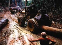 Amazonia jest największym obszarem zalesionym na Ziemi. Jej szybka degradacja może oznaczać poważne kłopoty dla ziemskiego klimatu.