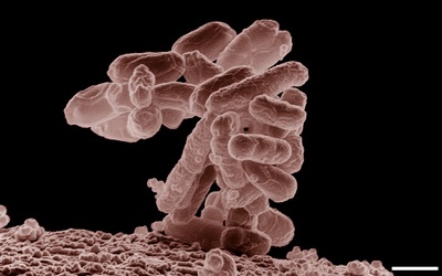 Gorzej z Polką zakażoną E.coli