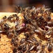 W Polsce ubywa 105 pszczół na sekundę
