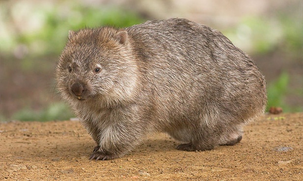 Wombat gigant z Australii