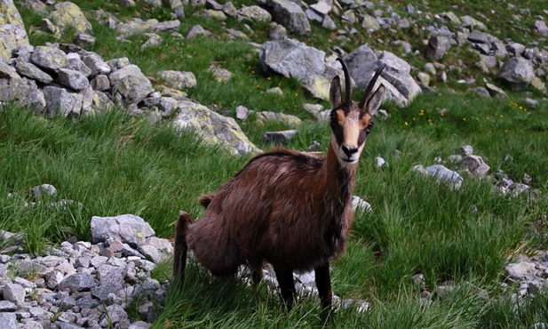 Tatrzańska kozica