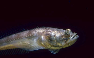 Porichthys notatus