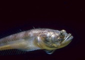 Porichthys notatus