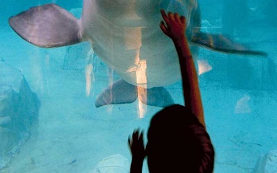 W skórze delfinów znajdują się naturalne antybiotyki.