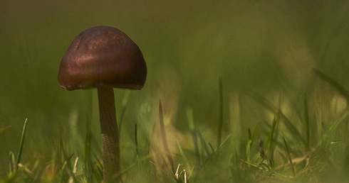 Rozpoczął się sezon na grzyby