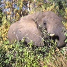 Pierwszy powszechny spis słoni