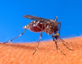 Prehistoryczne samce komarów były krwiożercze
