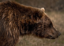 Niedźwiedź Grizzly