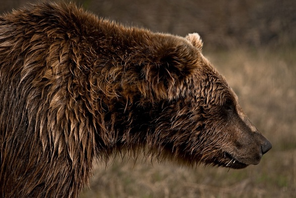 Niedźwiedź Grizzly