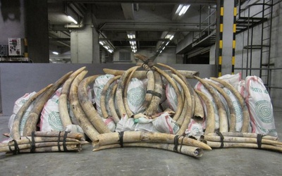 Skonfiskowano ok. 700 kłów słoni