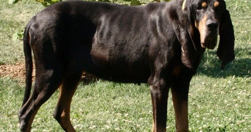 Kto ma najdłuższe uszy na świecie?