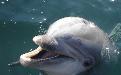 Ekolodzy alarmują: Delfiny są zabijane