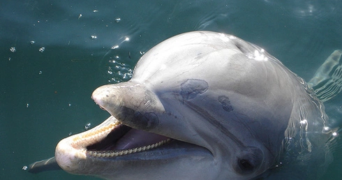 Ekolodzy alarmują: Delfiny są zabijane