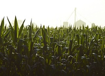 Niemcy: Wyrok w sprawie GMO