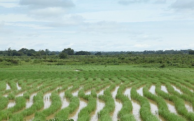 Nigeryjskie pola ryżowe