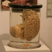 Jak działa mózg?