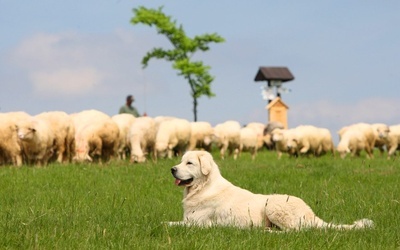 Psy pasterskie dla hodowców