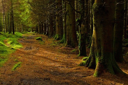 Tajemnicza historia chłopca z lasu