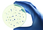 Choć kolonie bakterii składają się z wielu pojedynczych osobników, czasami zachowują się jak organizm wielokomórkowy.