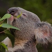 Ratujmy misie koala