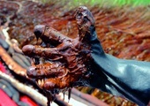 Ropa, która zanieczyściła zatokę Bay Jimmy w Luizjanie.
