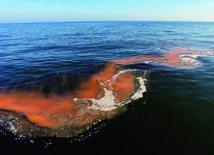 W wodach Zatoki Meksykańskiej znalazły się już dziesiątki tysięcy ton ropy.
