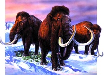 Mamut nie zamarznie