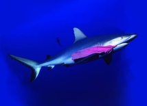 Wysypisko na oceanie