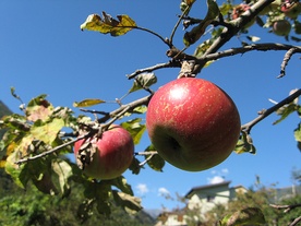 Jabłka grójeckie