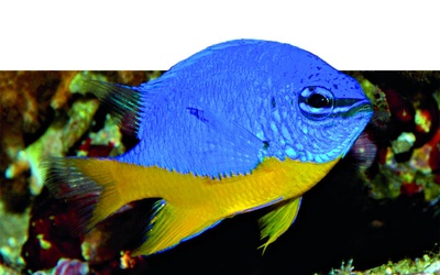 W ostatnich latach powstały trzy nowe gatunki ryb z rodziny garbnikowanych.