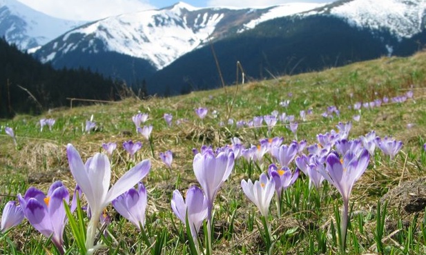 Więźniowie sprzątali Tatry