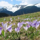 Więźniowie sprzątali Tatry