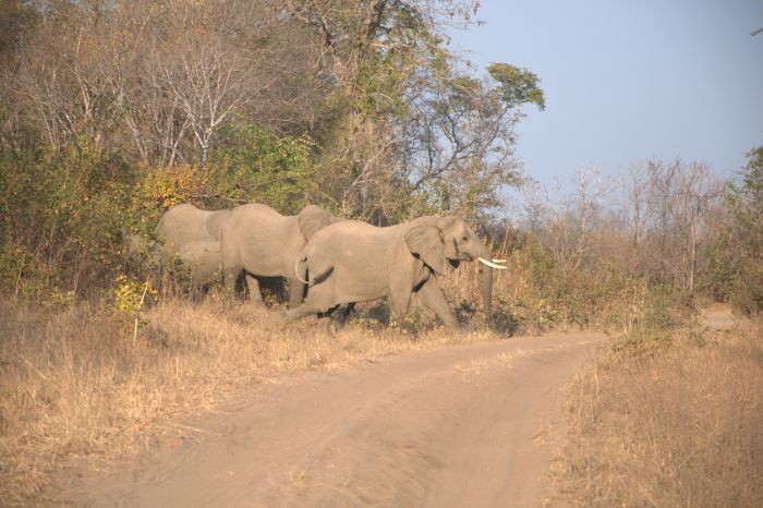 W dolinie Luangwa