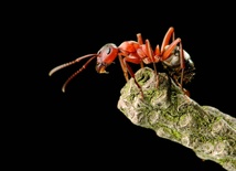 Mrówki bronią drzew akacji, bo ta daje im pożywienie i schronienie.