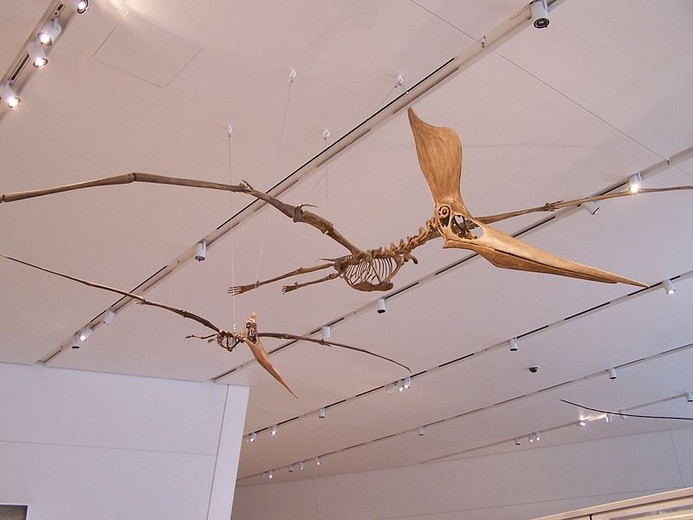 Szczątki pterozaura odnaleziono w ... muzeum
