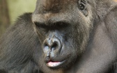 Goryl