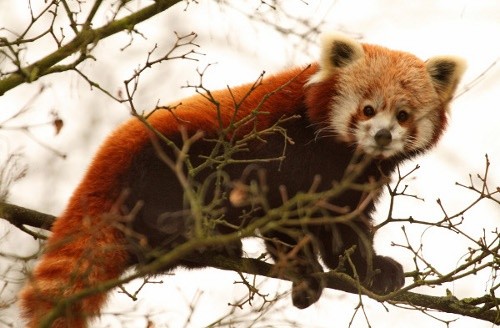 Panda mała zwana pandą czerwoną