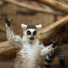 Lemur