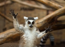 Lemur