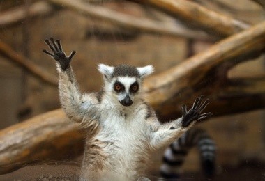 Lemur