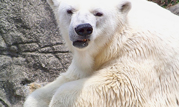 Niepokój o los niedźwiedzi polarnych