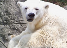 Niepokój o los niedźwiedzi polarnych