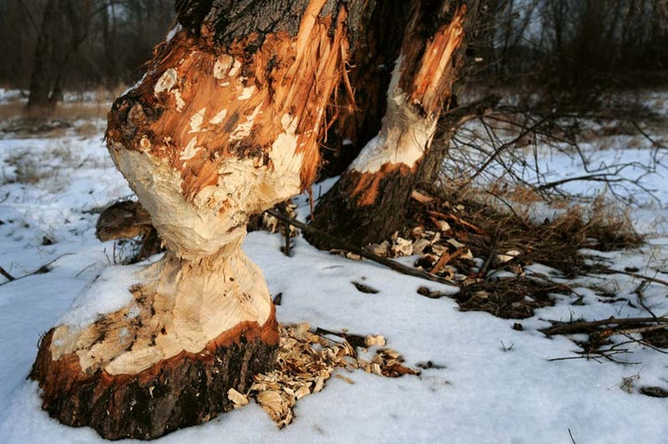 Nad Wisłą w Warszawie