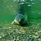 Focze futro oceanografa