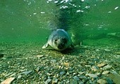 Focze futro oceanografa