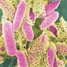 Naukowcy znaleźli sposób na walkę z antybiotykoopornością